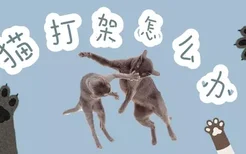 猫打架怎么办