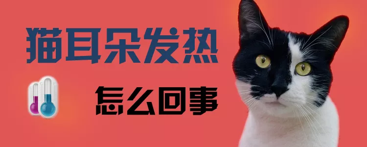 猫耳朵发热怎么回事