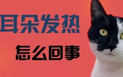 猫耳朵发热怎么回事