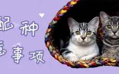 猫配种注意事项