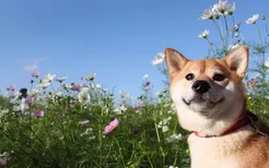 秋田犬的价格是多少 日本纯种秋田犬多少钱一只