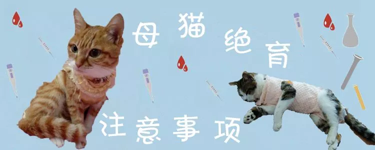 母猫绝育注意事项