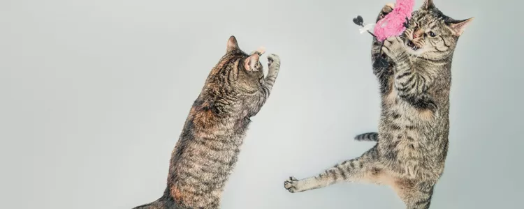 猫冬天拉肚子 别再喂食冰冷食物了！猫冬天拉肚子 别再喂食冰冷食物了！