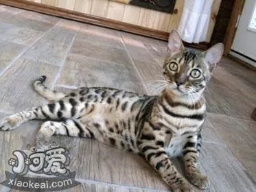 阿舍拉猫怎么洗澡 阿舍拉猫洗澡注意事项