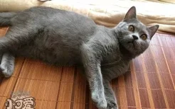 怎么训练俄罗斯蓝猫和你握手 猫猫握手训练视频