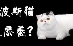 异国短毛猫怎么养