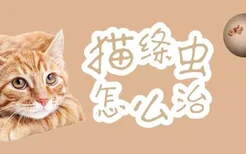 猫绦虫怎么治