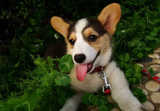 柯基犬怎么看纯不纯 纯种柯基犬挑选方法1