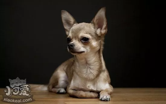 吉娃娃幼犬吃什么好 一两个月的吉娃娃幼犬喂养注意事项1