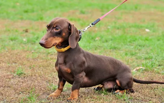 腊肠犬好养吗 腊肠犬好不好养1