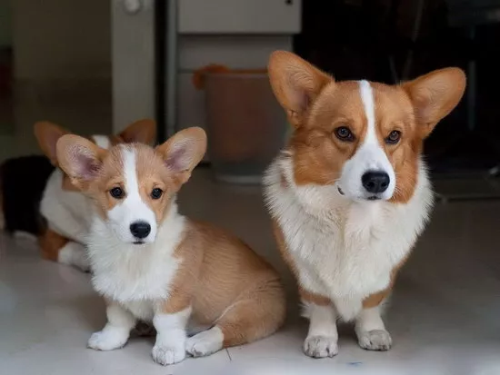 柯基犬好养吗 威尔士柯基犬好养吗1