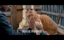 怎么训练猫击掌 猫咪击掌调教视频分享