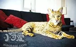 阿舍拉猫不会用猫爬架怎么办 猫爬架使用训练法