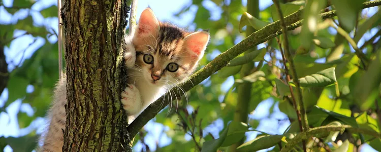 猫死了挂树上怎么回事儿 原因让人毛骨悚然猫死了挂树上怎么回事儿 原因让人毛骨悚然