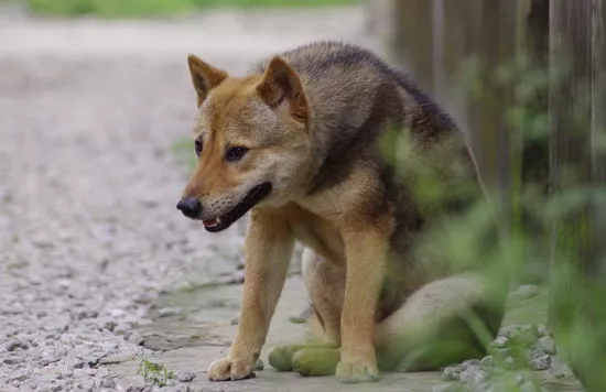 中华田园犬怎么训练 中华田园犬训练方法2