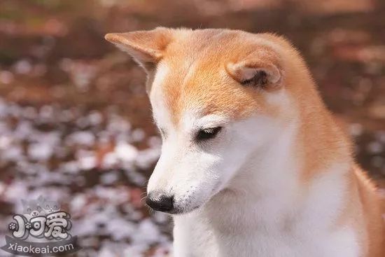 柴犬拉肚子怎么办 柴犬拉稀解决办法0