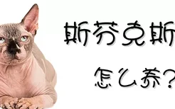 斯芬克斯猫怎么养