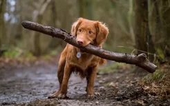 狗狗子宫蓄脓颜色