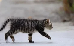 中国狸花猫怎么选购 狸花猫选购技巧