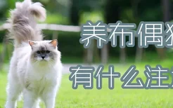 养布偶猫有什么注意的