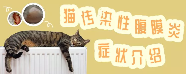 猫传染性腹膜炎症状介绍