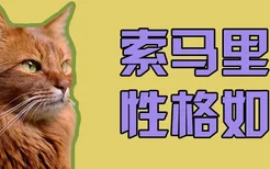 索马里猫性格如何