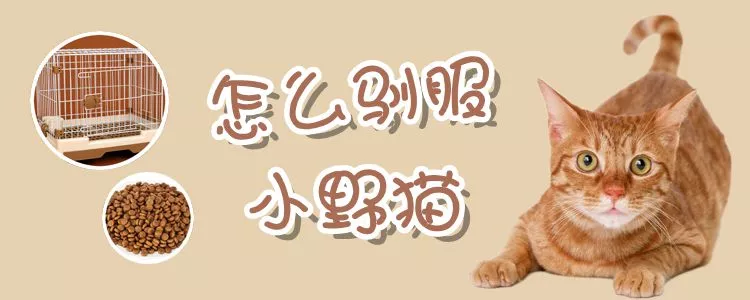 怎么驯服小野猫