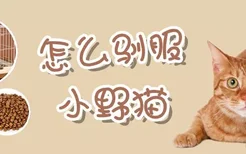 怎么驯服小野猫