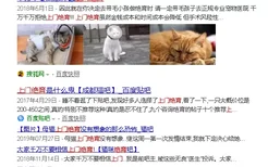 猫绝育多少钱 上门绝育靠谱吗？