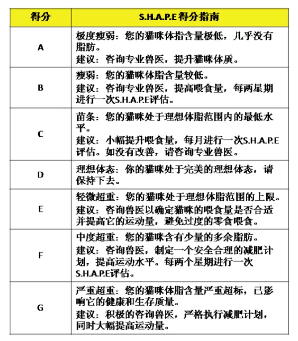 英国短毛猫可以长多重 肥胖的猫咪可是不好的哦！