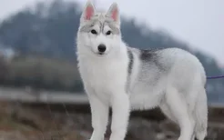 小阿拉斯加狗粮怎么喂 阿拉斯加幼犬狗粮喂食方法