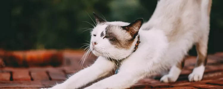 几个月的猫需要猫抓板 如何让它从家具转战猫抓板？