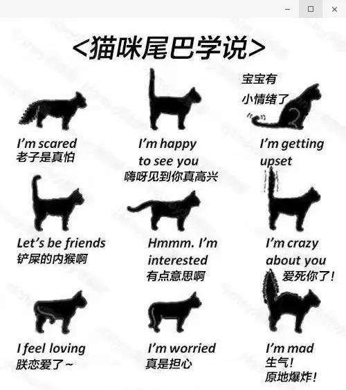 猫尾巴炸毛怎么回事 尾巴炸毛的信息你都掌握了吗猫尾巴炸毛怎么回事