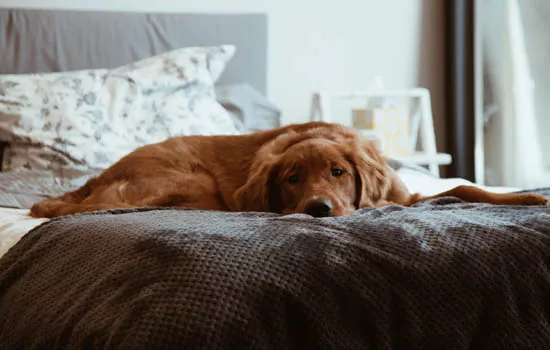 茶杯犬能吃剩饭吗