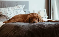 茶杯犬能吃剩饭吗