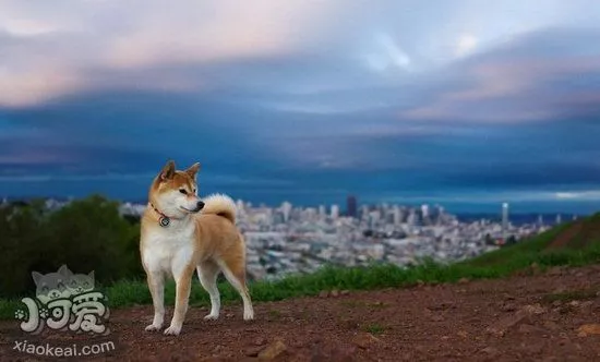 秋田犬怎么训练大小便 秋田犬定点上厕所方法2