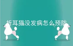 折耳猫没发病怎么预防