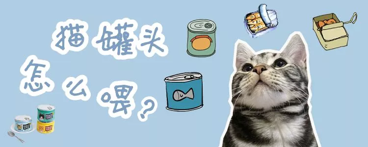 猫罐头怎么喂