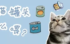 猫罐头怎么喂