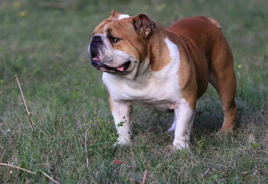 斗牛犬和八哥犬有什么区别 巴哥犬和斗牛犬的区别2