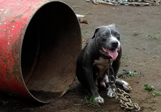 比特犬价格是多少 比特犬价格介绍