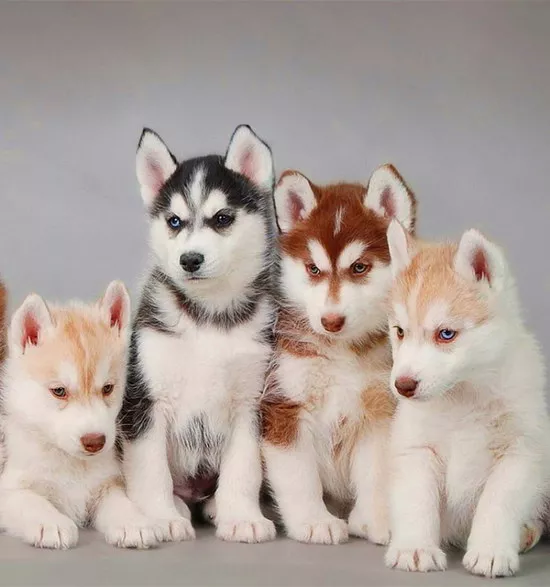 哈士奇幼犬怎么养 哈士奇幼犬饲养方法2