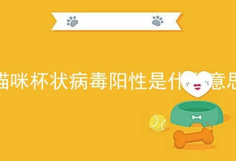 猫咪杯状病毒阳性是什么意思