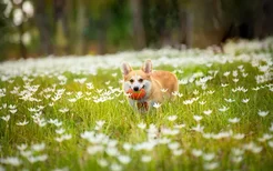 两个月的柯基犬拉稀怎么办