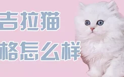 金吉拉猫性格怎么样