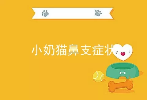 小奶猫鼻支症状