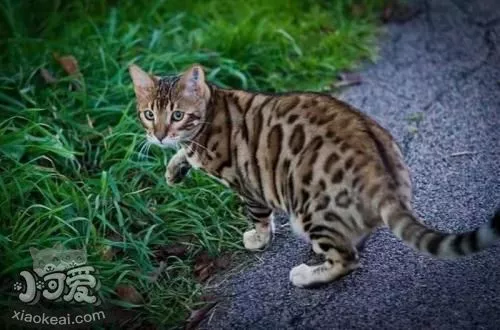 豹猫不吃猫粮怎么办 豹猫不吃猫粮解决办法