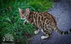 豹猫不吃猫粮怎么办 豹猫不吃猫粮解决办法