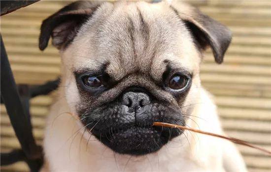 巴哥犬是哪个国家的？ 八哥犬的起源讲解！