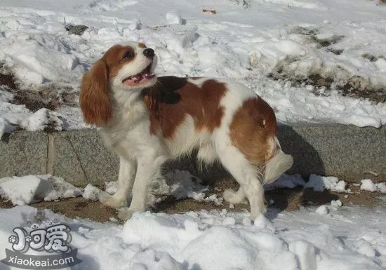 骑士查理王小猎犬怎样训练 骑士查理王小猎犬训练方法详解1